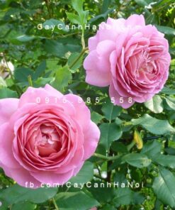 Hình ảnh hoa hồng Jubilee Celebration Tree Rose