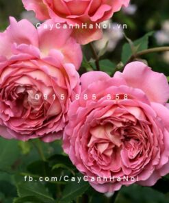 Hình ảnh hoa hồng Jubilee Celebration Tree Rose