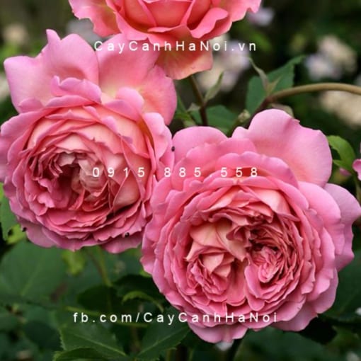 Hình ảnh hoa hồng Jubilee Celebration Tree Rose
