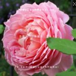 Hoa hồng Jubilee Celebration Tree Rose
