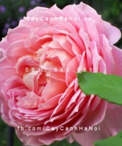 Hình ảnh hoa hồng Jubilee Celebration Tree Rose