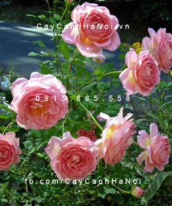 Hình ảnh hoa hồng Jubilee Celebration Tree Rose