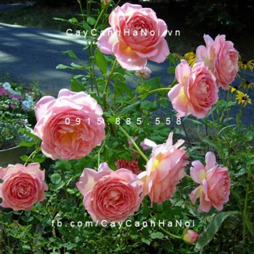 Hình ảnh hoa hồng Jubilee Celebration Tree Rose