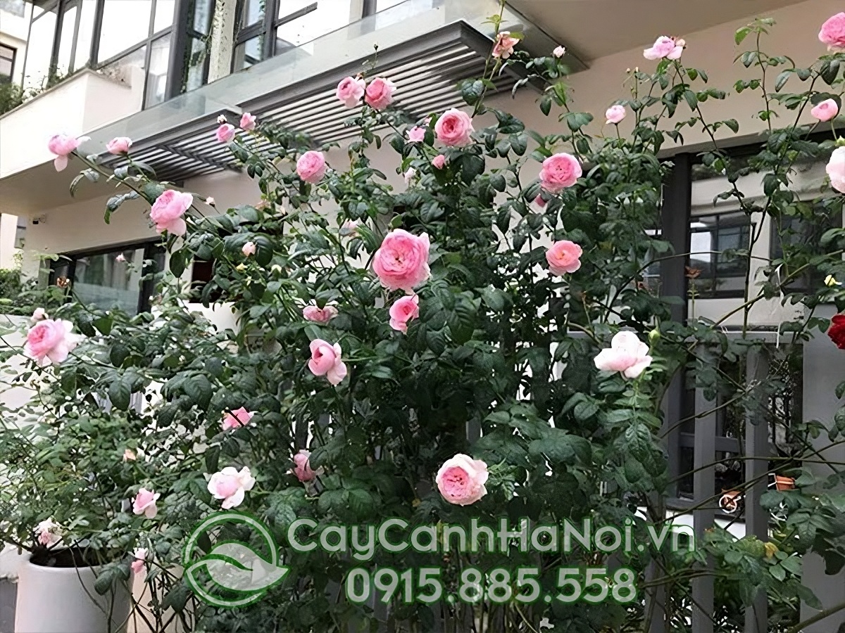 Hoa hồng leo thường mọc thành chùm, đường kính lớn, cánh hoa dày