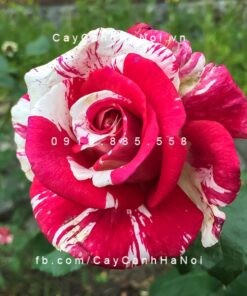 Cây tặng tình yêu