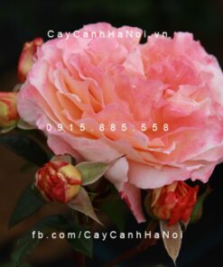 Hình ảnh hoa hồng Augusta Luise Tree Rose