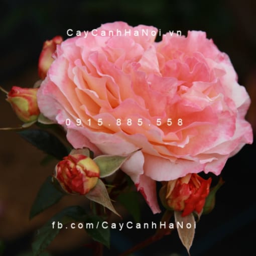 Hình ảnh hoa hồng Augusta Luise Tree Rose