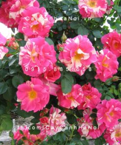 Hình ảnh hoa hồng leo Candy Land