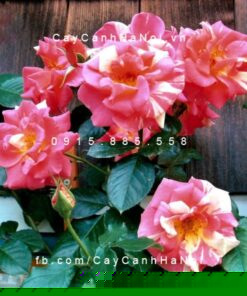Hình ảnh hoa hồng leo Candy Land