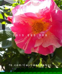 Hình ảnh hoa hồng leo Candy Land