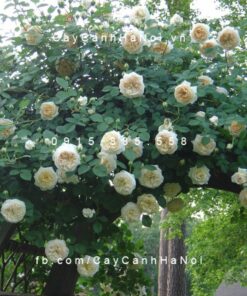 Hình ảnh hoa hồng leo Claire Austin