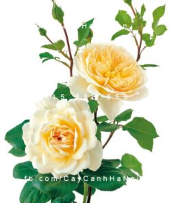Hình ảnh hoa hồng leo CrocusRose