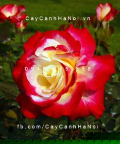Hình ảnh hoa hồng leo Double Delight