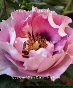 Hình ảnh hoa hồng leo Eyes for You