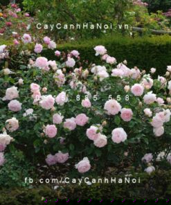 Hình ảnh hoa hồng leo Gentle Hemione