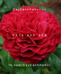 Hình ảnh hoa hồng leo Janice Kellogg