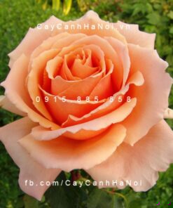 Hình ảnh hoa hồng leo Just Joey