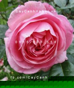 Hình ảnh hoa hồng leo Kölner Flora