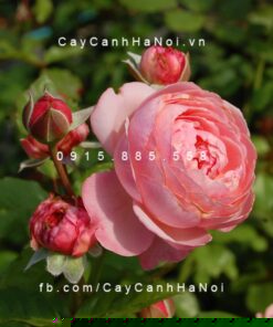 Hình ảnh hoa hồng leo Kölner Flora