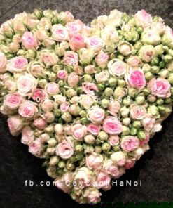 Hình ảnh hoa hồng leo Mimi Eden