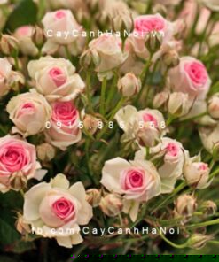 Hình ảnh hoa hồng leo Mimi Eden