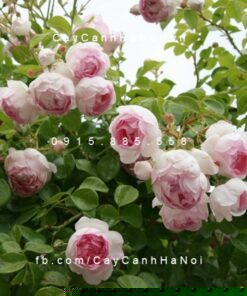 Hình ảnh hoa hồng leo Mimi Eden