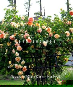 Hình ảnh hoa hồng leo Papi Delbard