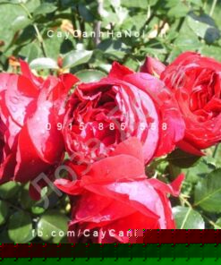 Hình ảnh hoa hồng leo Red Eden