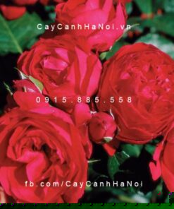 Hình ảnh hoa hồng leo Red Eden