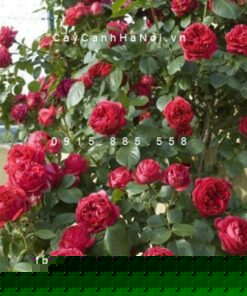 Hình ảnh hoa hồng leo Red Eden