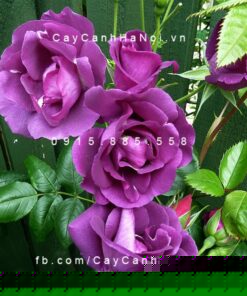 Hình ảnh hoa hồng leo Rhapsody in Blue