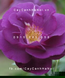Hình ảnh hoa hồng leo Rhapsody in Blue