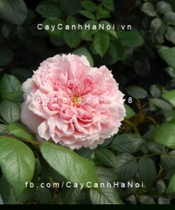 Hình ảnh hoa hồng leo Schonne Maid
