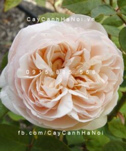 Hình ảnh hoa hồng St. Cecilia