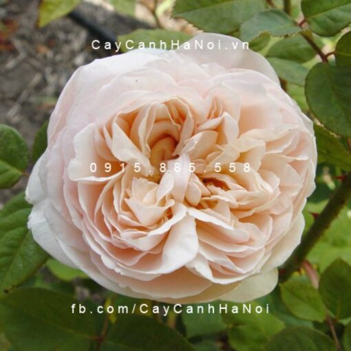 Hình ảnh hoa hồng St. Cecilia