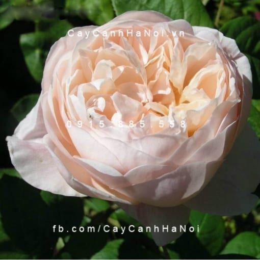 Hình ảnh hoa hồng St. Cecilia