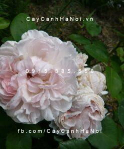 Hình ảnh hoa hồng St. Cecilia