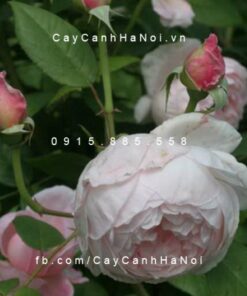 Hình ảnh hoa hồng St. Cecilia