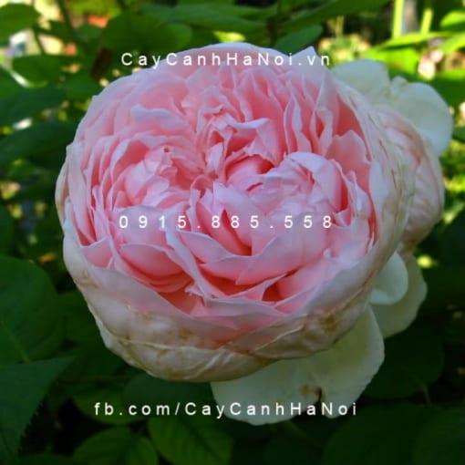 Hình ảnh hoa hồng St. Cecilia
