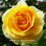 Hình ảnh hoa hồng leo St. Patrick
