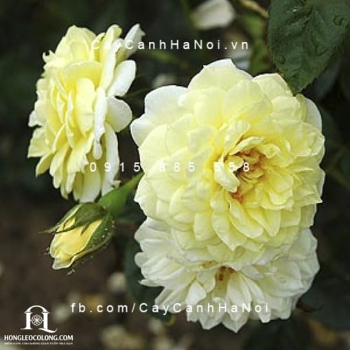 Hình ảnh hoa hồng leo Summertime