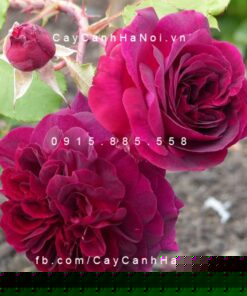Hình ảnh hoa hồng Munstead wood Tree Rose