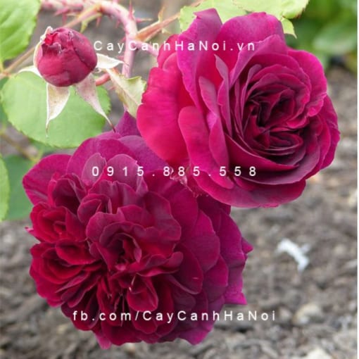 Hình ảnh hoa hồng Munstead wood Tree Rose