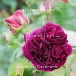 Hoa hồng Munstead wood Tree Rose