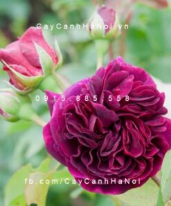 Hình ảnh hoa hồng Munstead wood Tree Rose