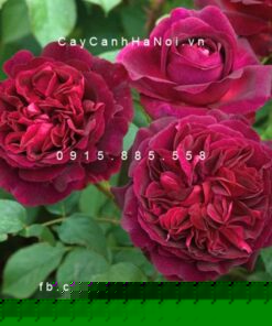 Hình ảnh hoa hồng Munstead wood Tree Rose