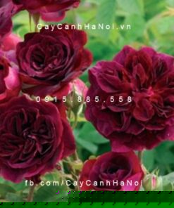 Hình ảnh hoa hồng Munstead wood Tree Rose