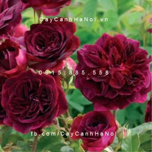 Hình ảnh hoa hồng Munstead wood Tree Rose