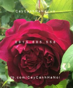 Hình ảnh hoa hồng Munstead wood Tree Rose