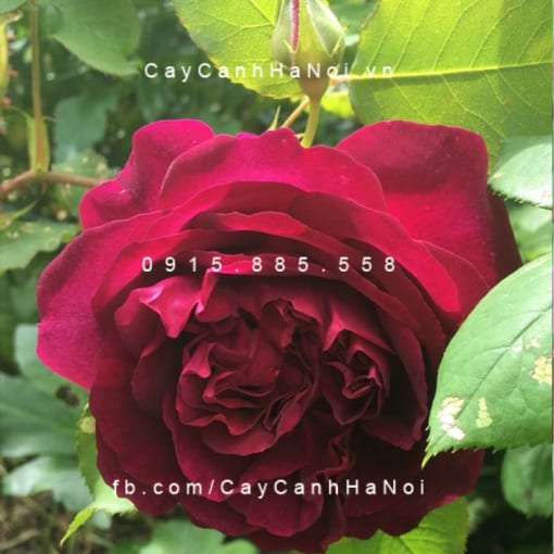 Hình ảnh hoa hồng Munstead wood Tree Rose